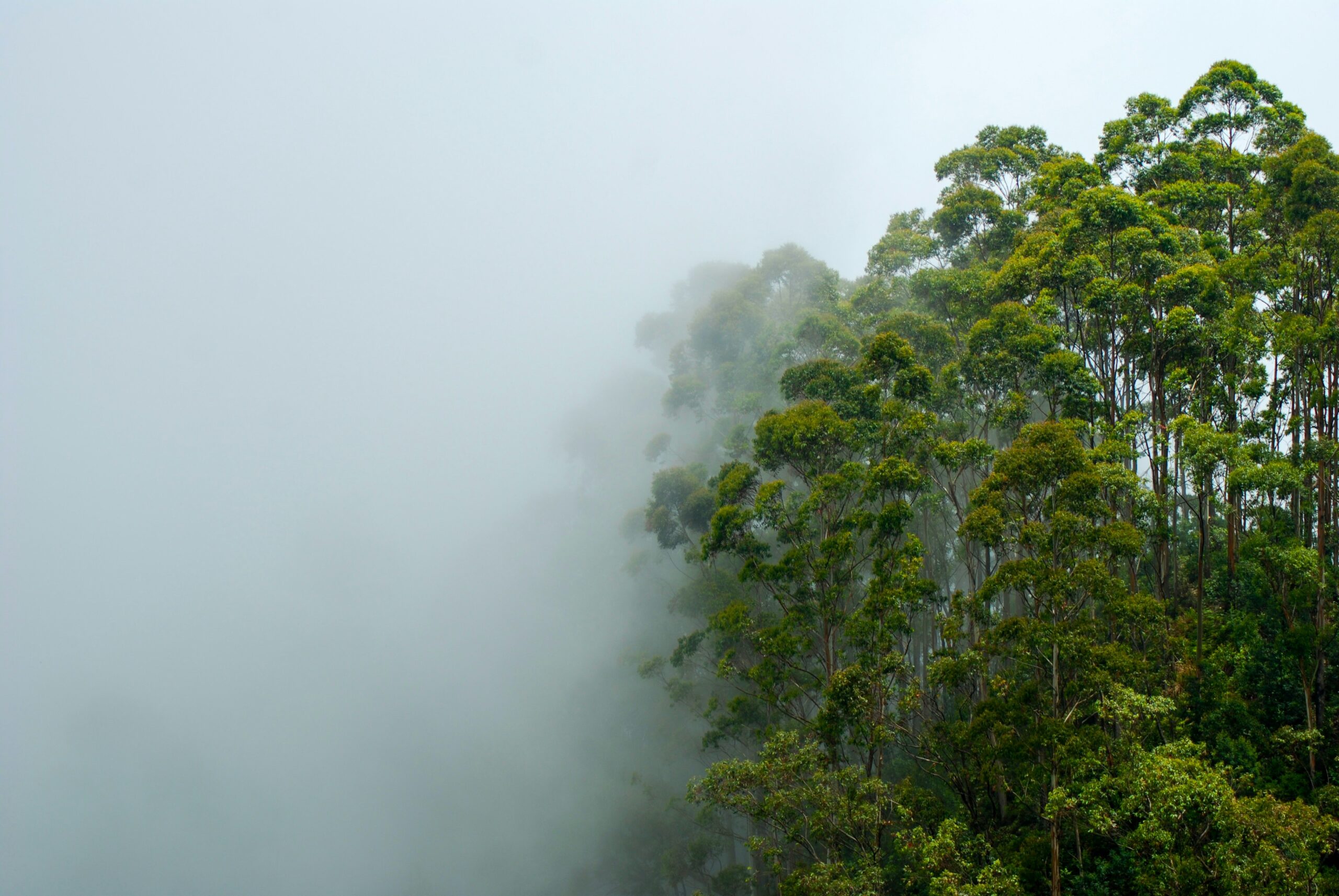 a group of trees with fog