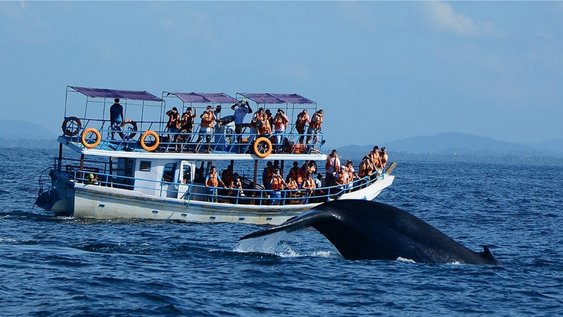Malee travels galle