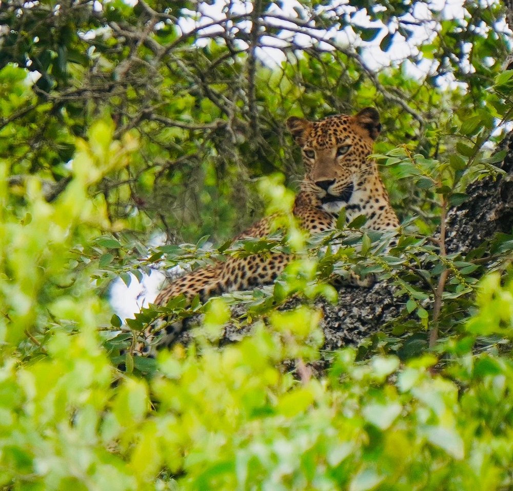 Sri lanka round tour